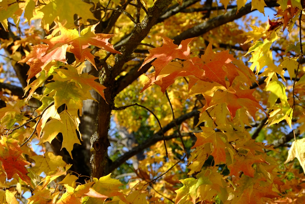 a tree with colorful leaves