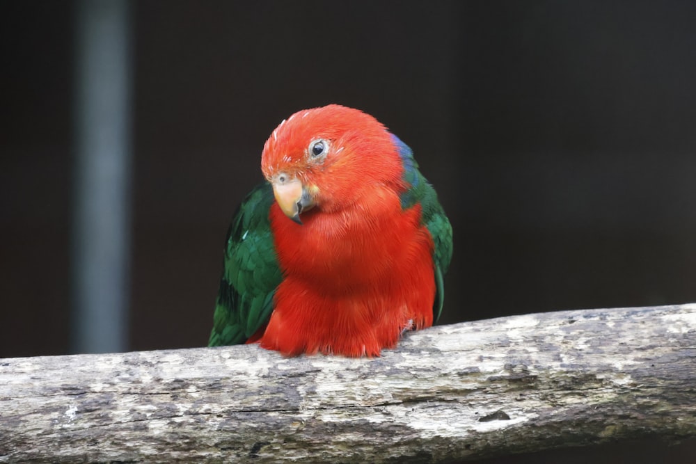 a couple of birds on a branch