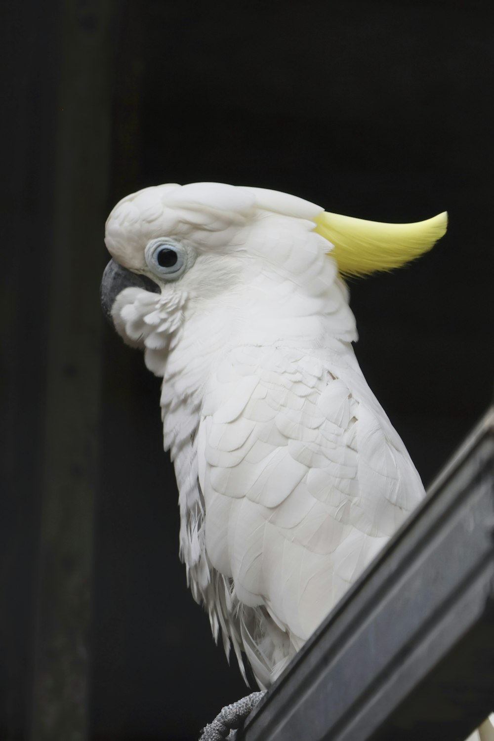 a white bird with a yellow beak