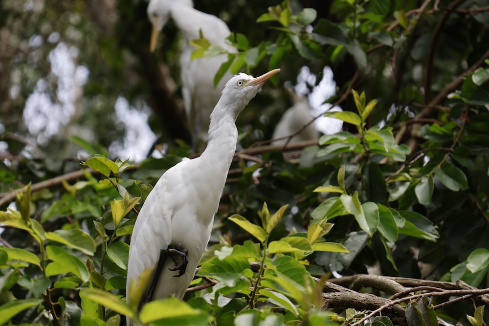 a bird standing on a branch