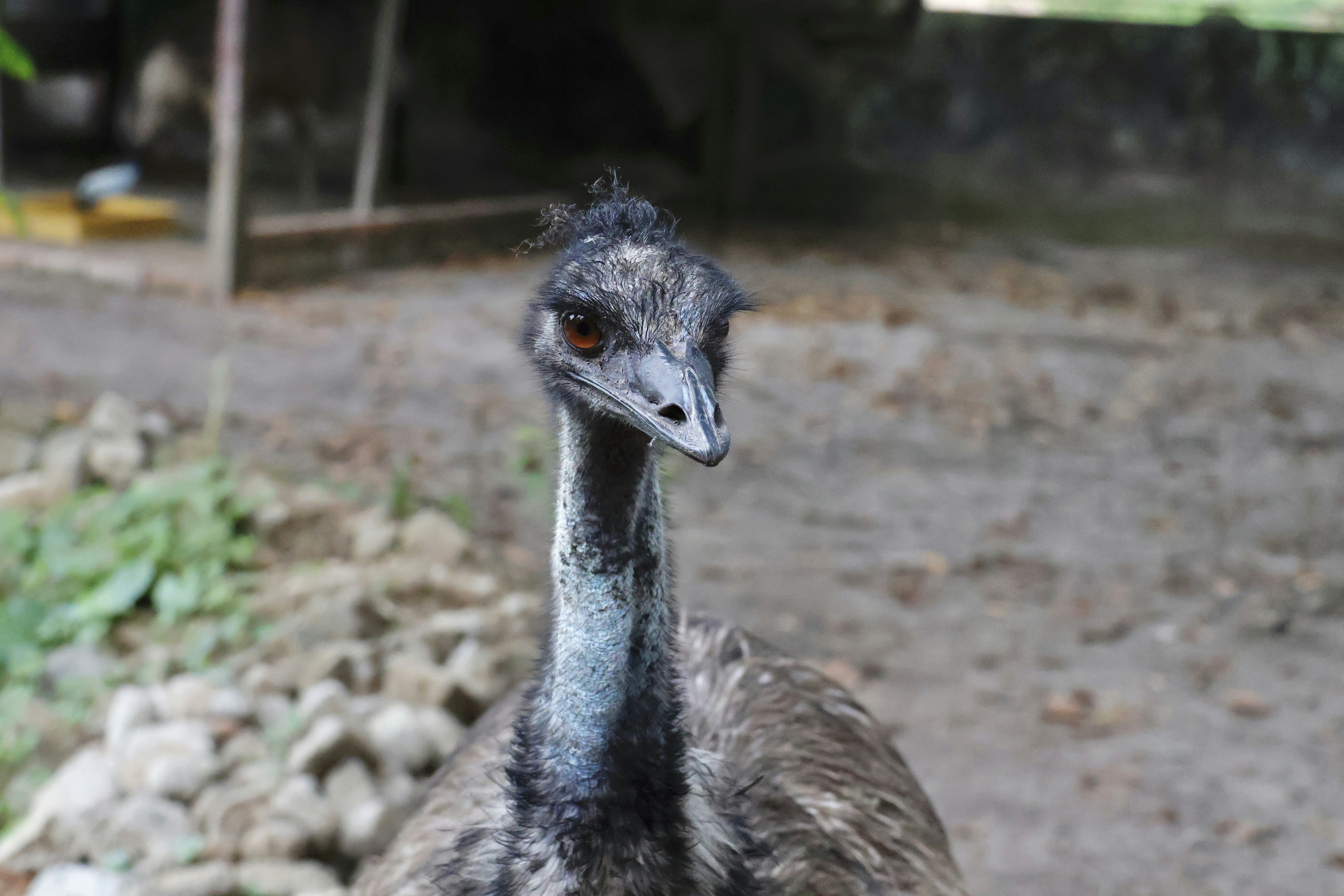 a bird standing on rocks