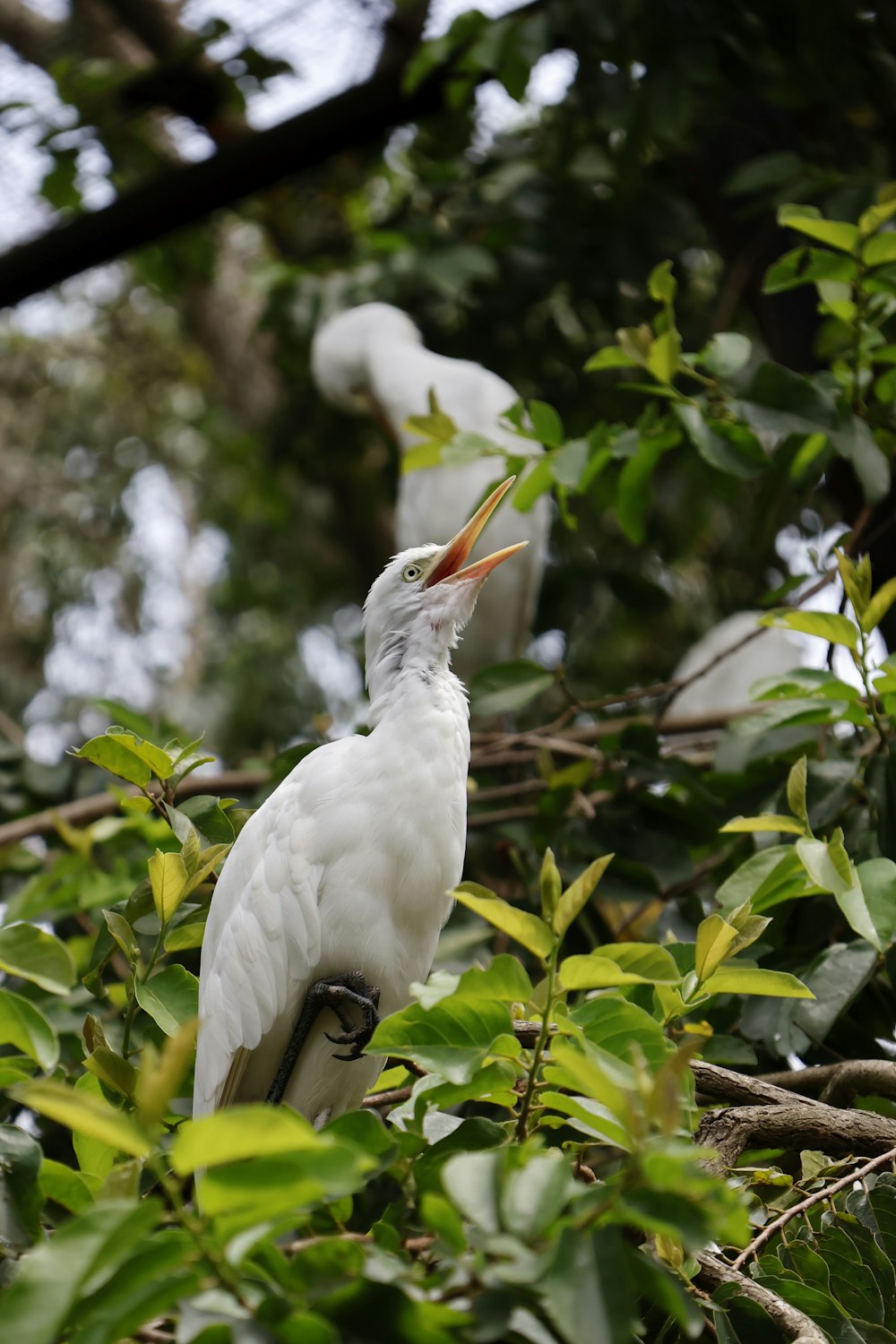 birds are standing in the tree