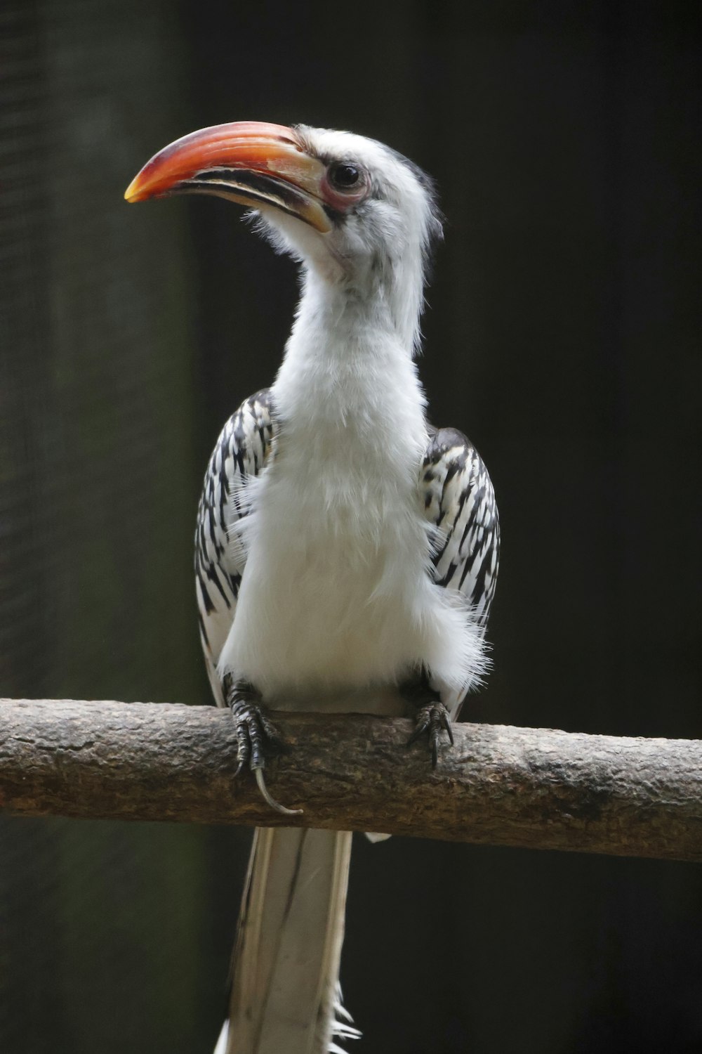 a bird with a long beak