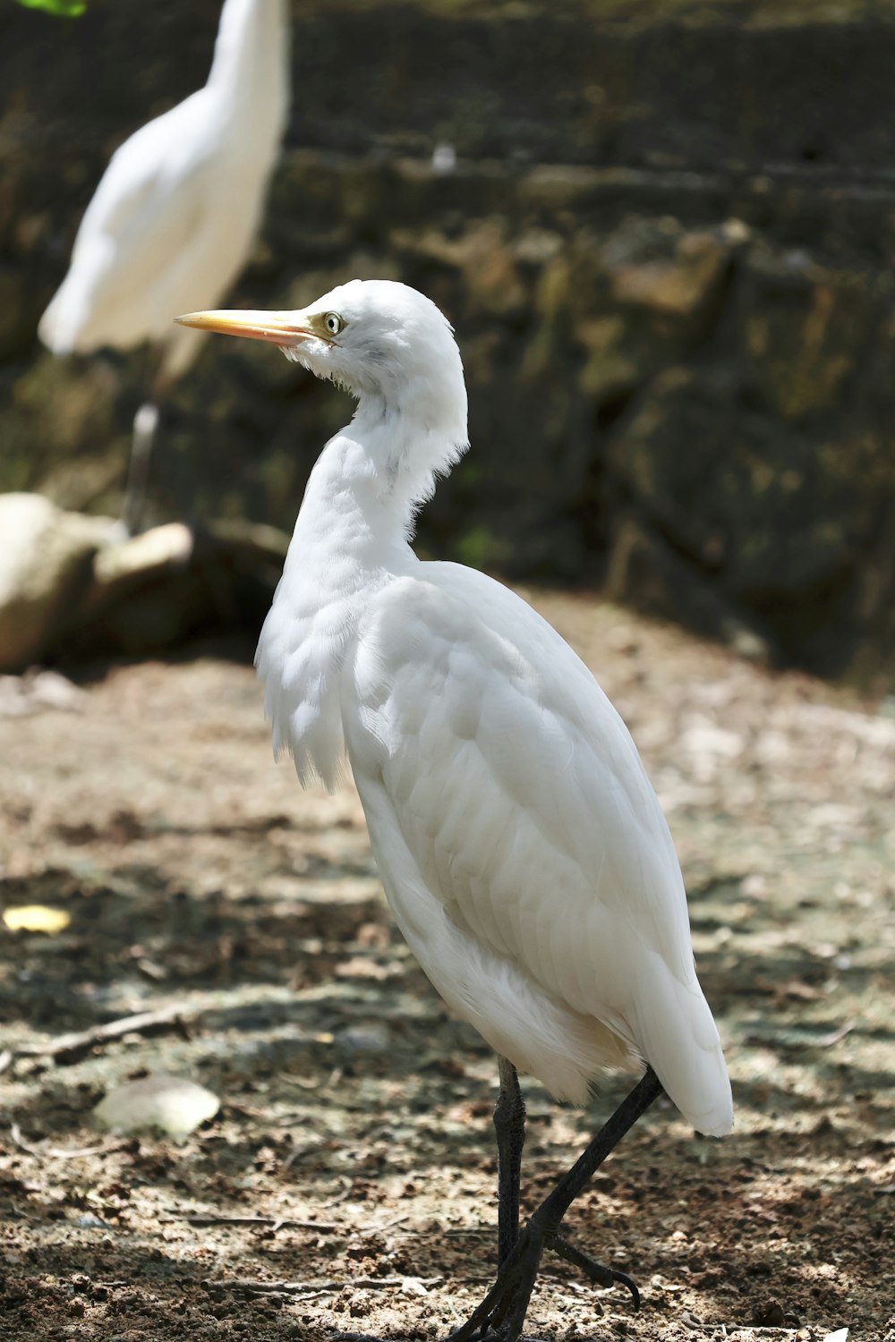 a couple of white birds