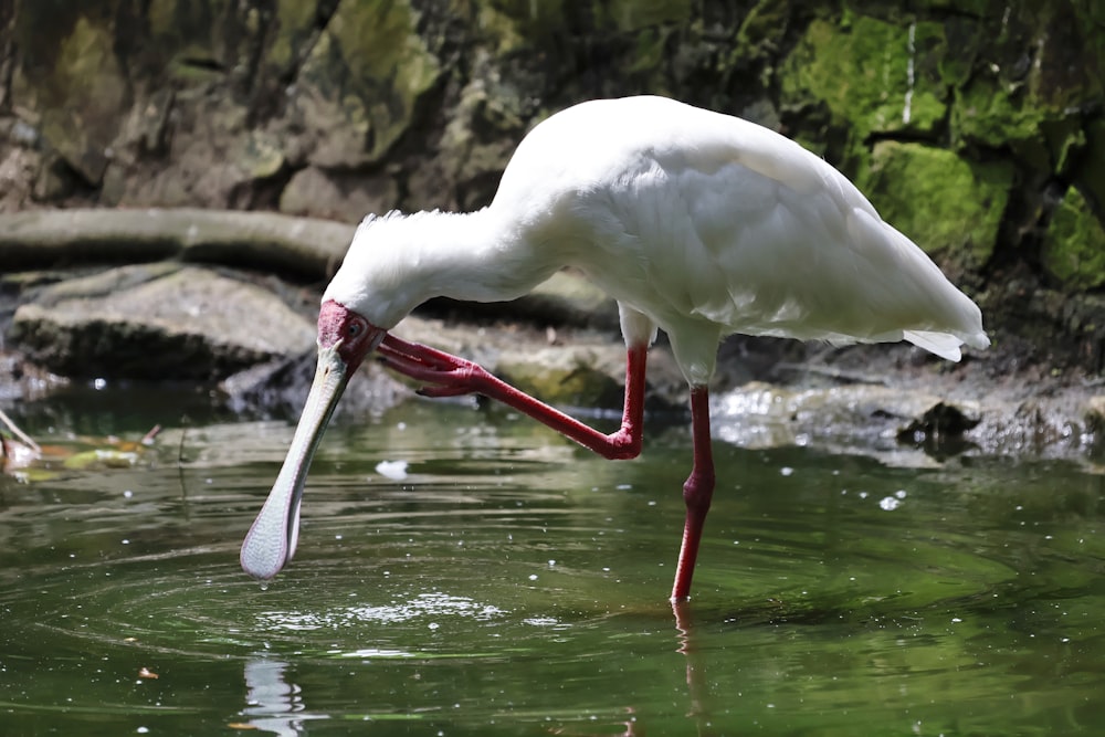 a white bird with a long beak in water
