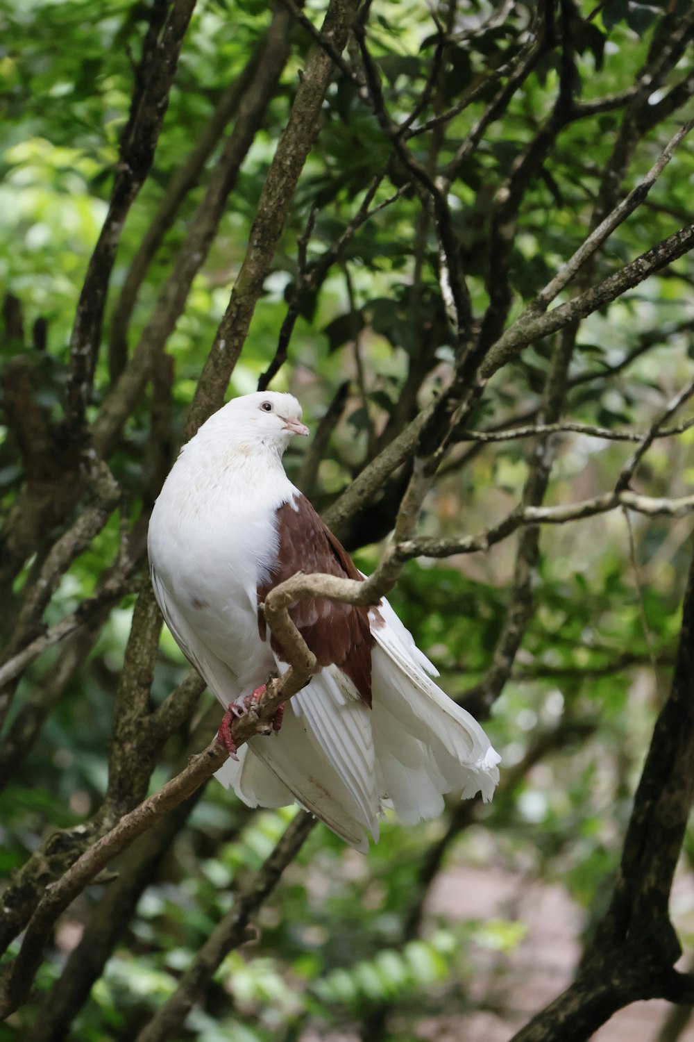 a white bird sitting on a tree branch