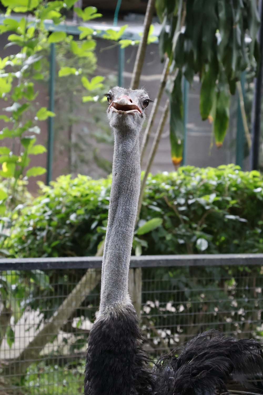 a bird standing on its hind legs