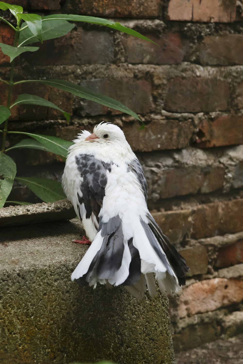 a bird sitting on a rock