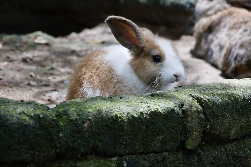 a white and brown bunny on a rock
