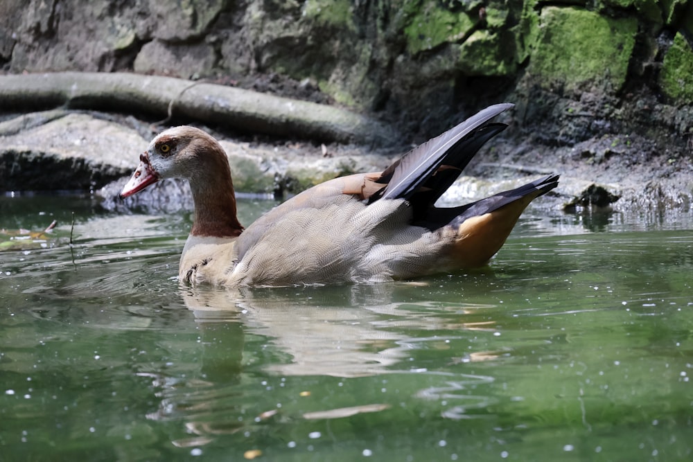 a duck swimming in water