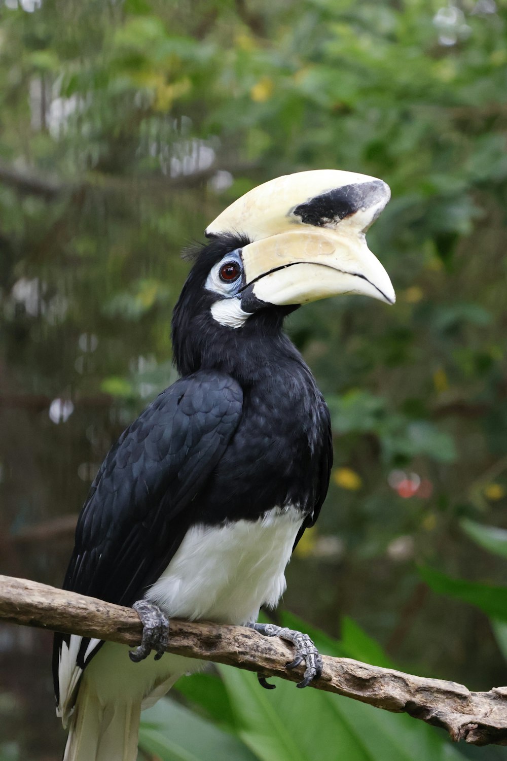 a bird with a yellow beak