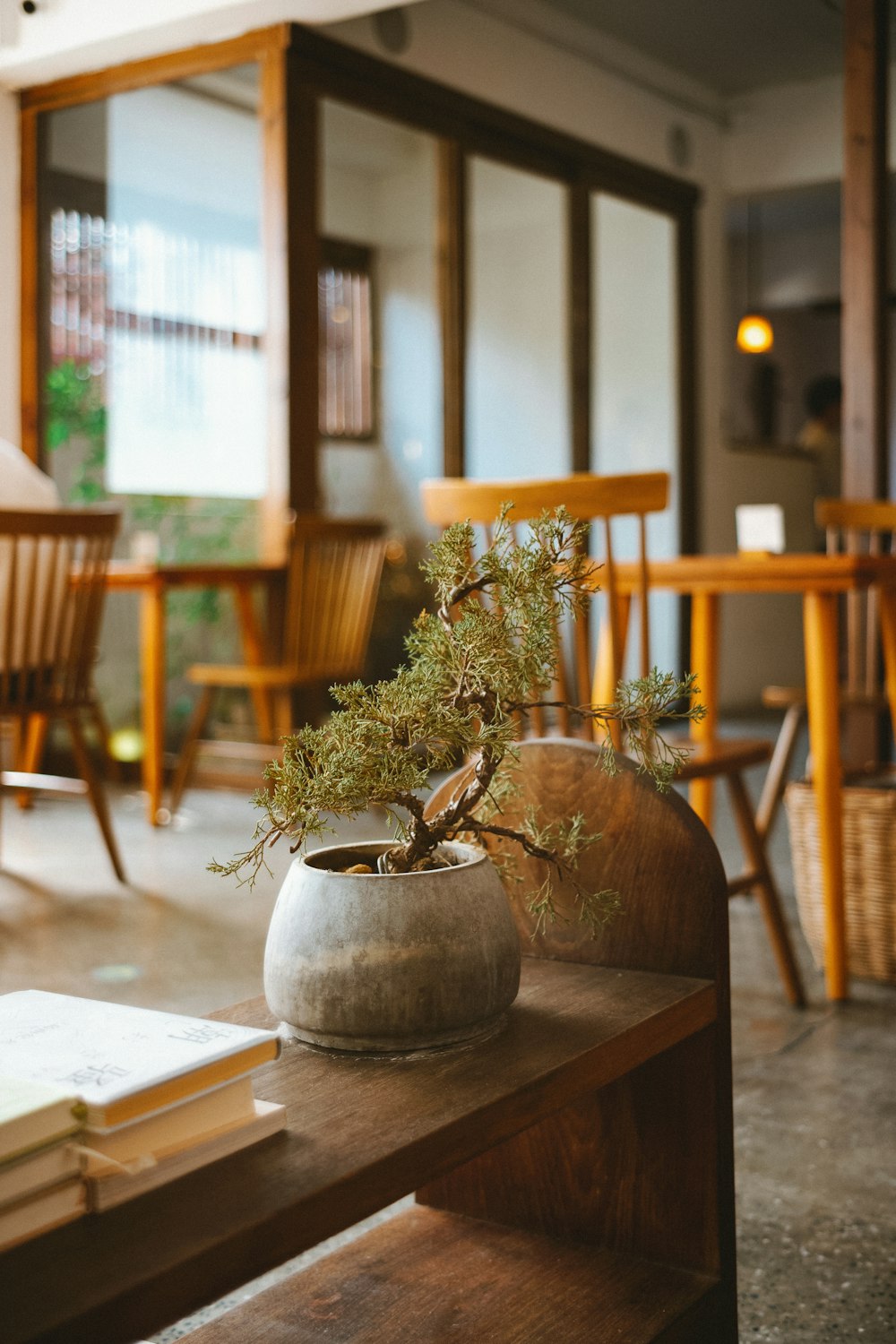 a potted plant on a table