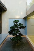 A carefully pruned bonsai tree stands on a bed of gravel, positioned against a minimalist architectural backdrop. The surrounding walls and structure exhibit a modern, clean design with neutral tones and subtle lighting.