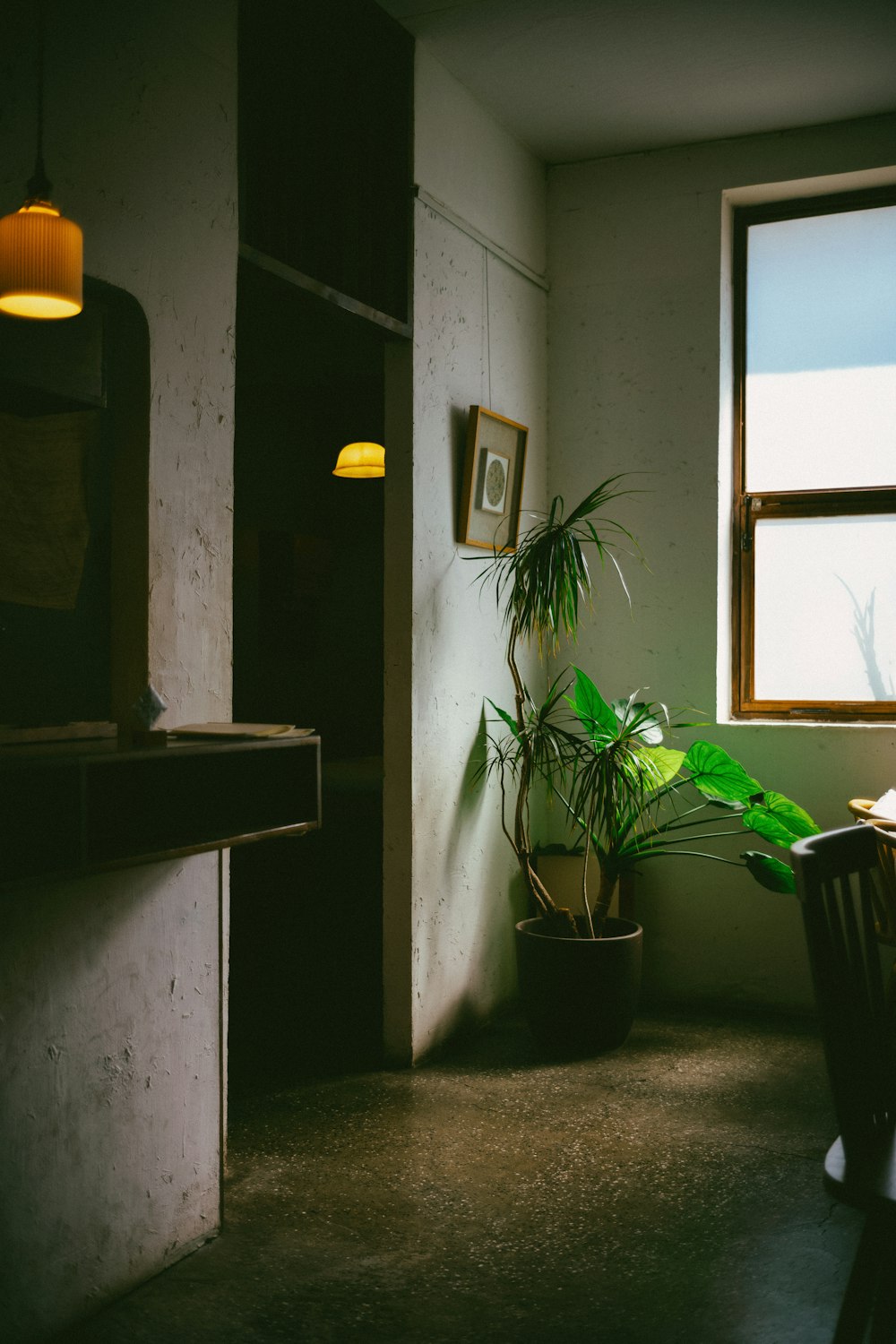 a plant in a pot in a room with a window