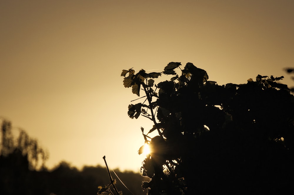 a tree with leaves