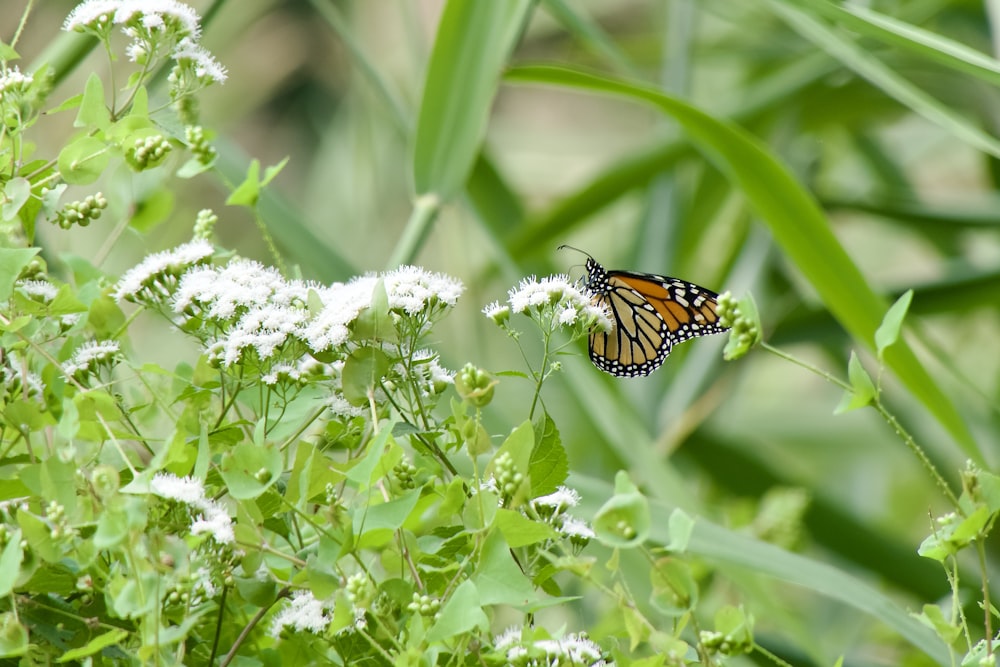 a butterfly on a flower