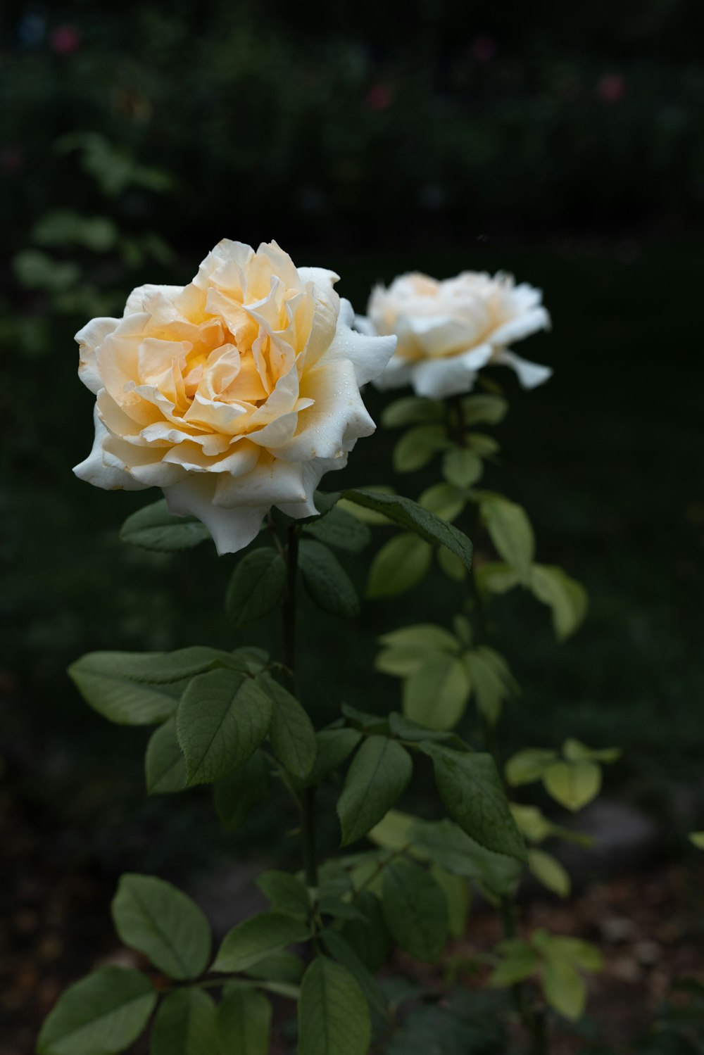 a close up of a flower