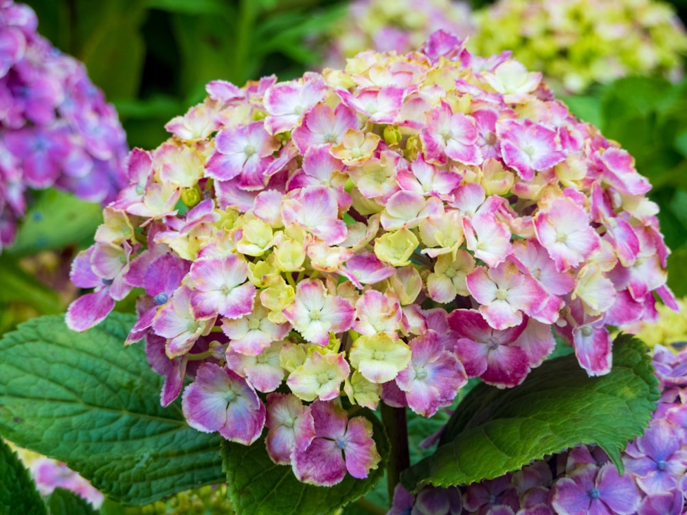 a close up of a flower with Hulda Klager Lilac Gardens in the background