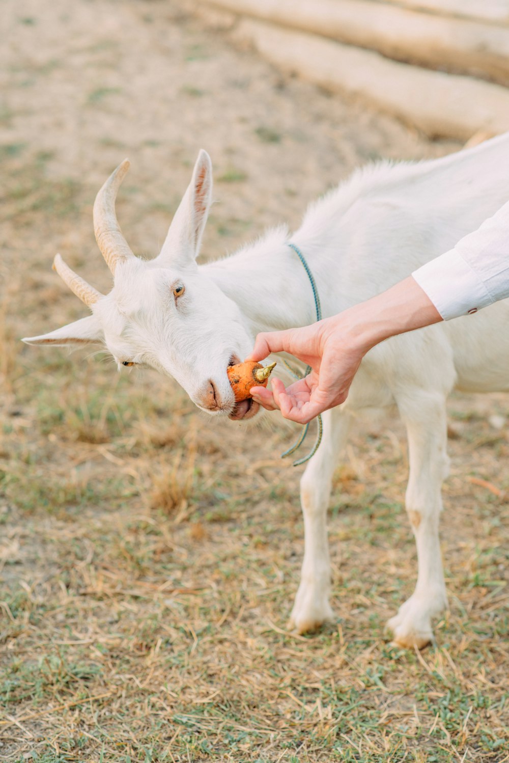 a person feeding a goat