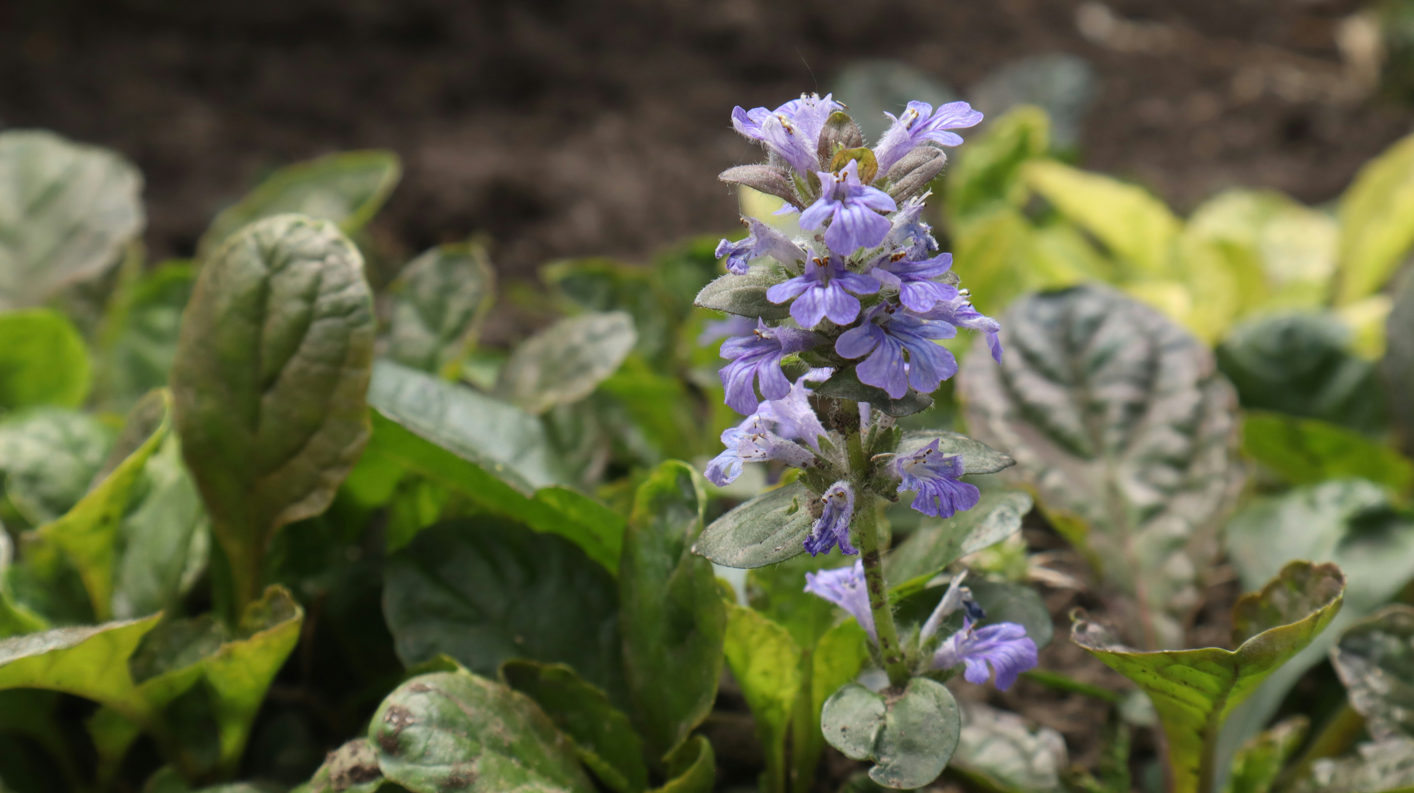 a group of purple flowers