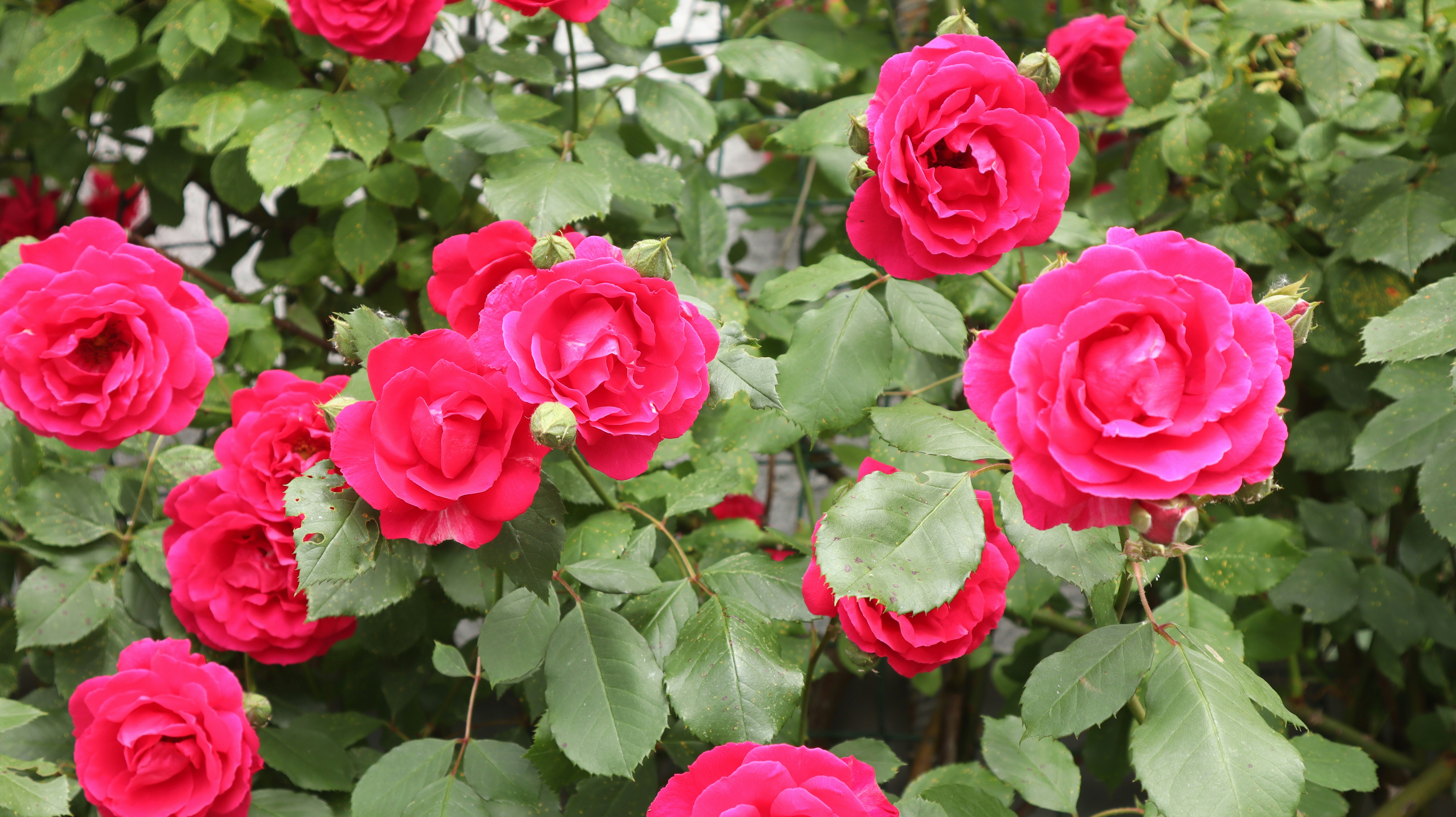 a group of pink roses