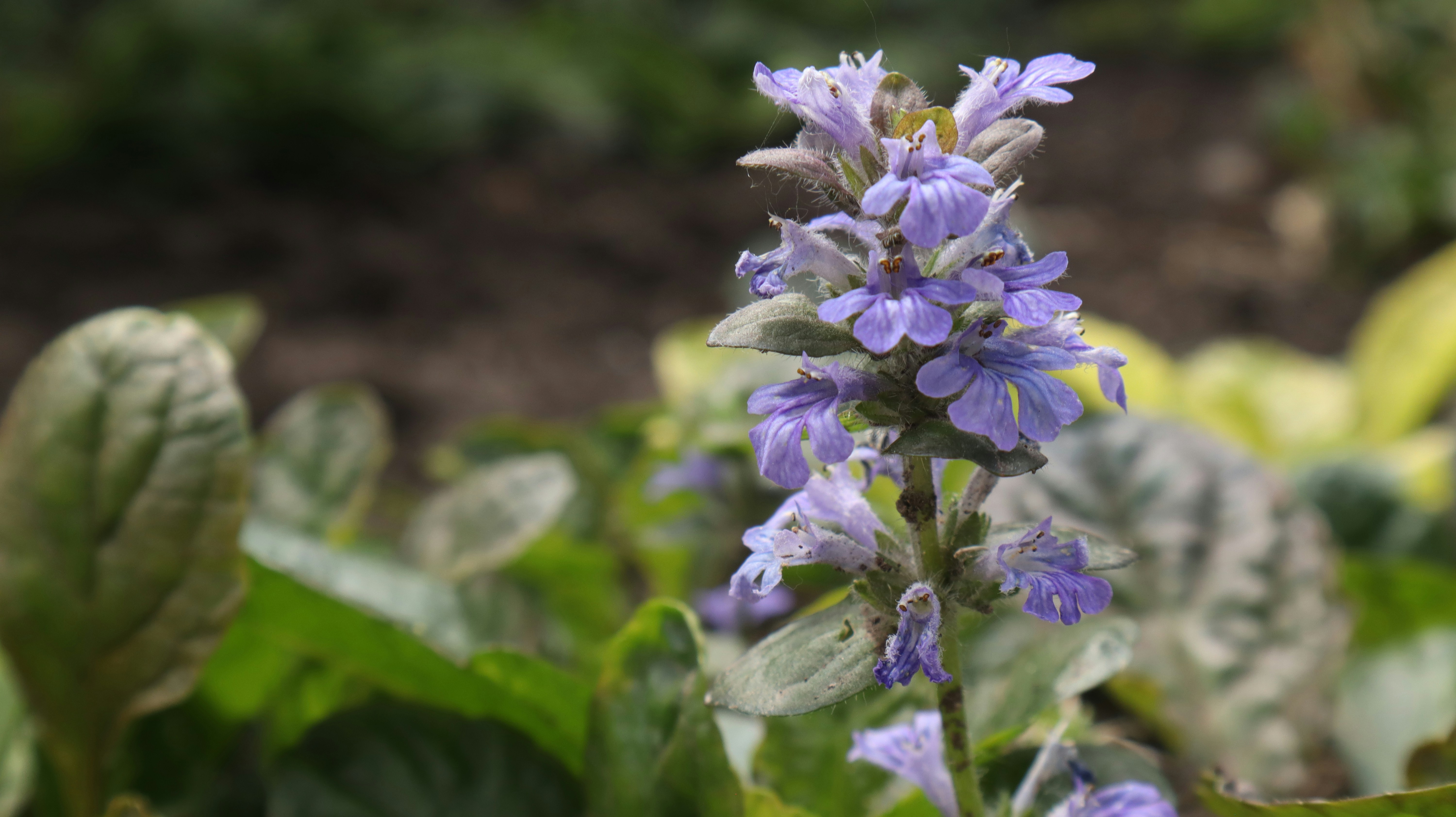 a close up of purple flowers