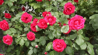 A collection of vibrant red roses in full bloom amidst lush green foliage. The roses have full, layered petals and are positioned closely together, creating a dense floral display.