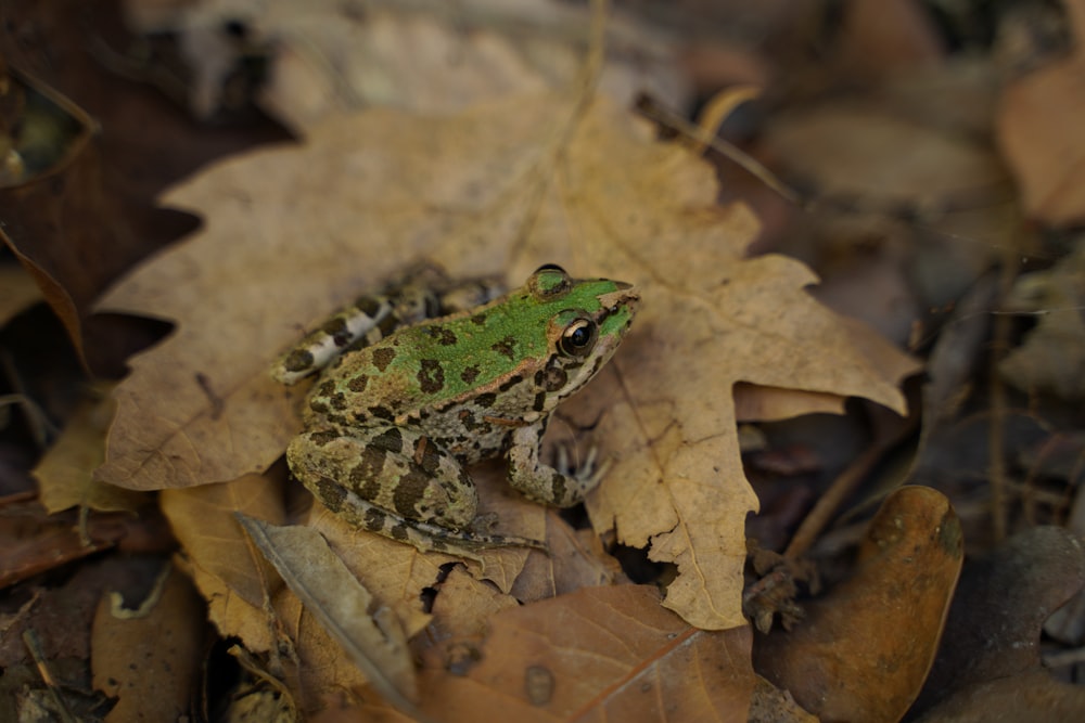 a frog on a pile of leaves