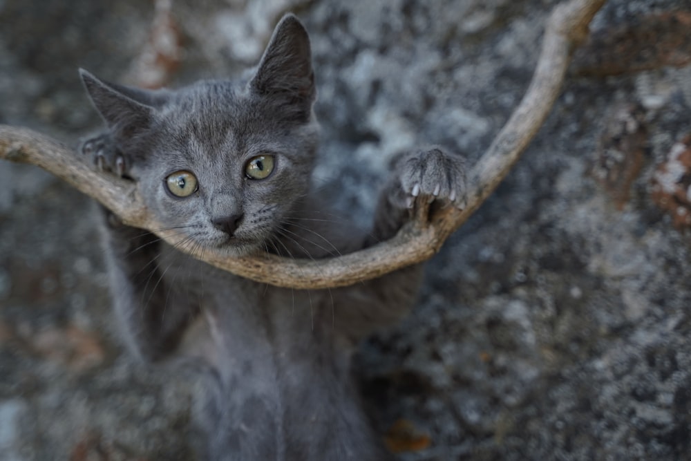 a cat on a branch
