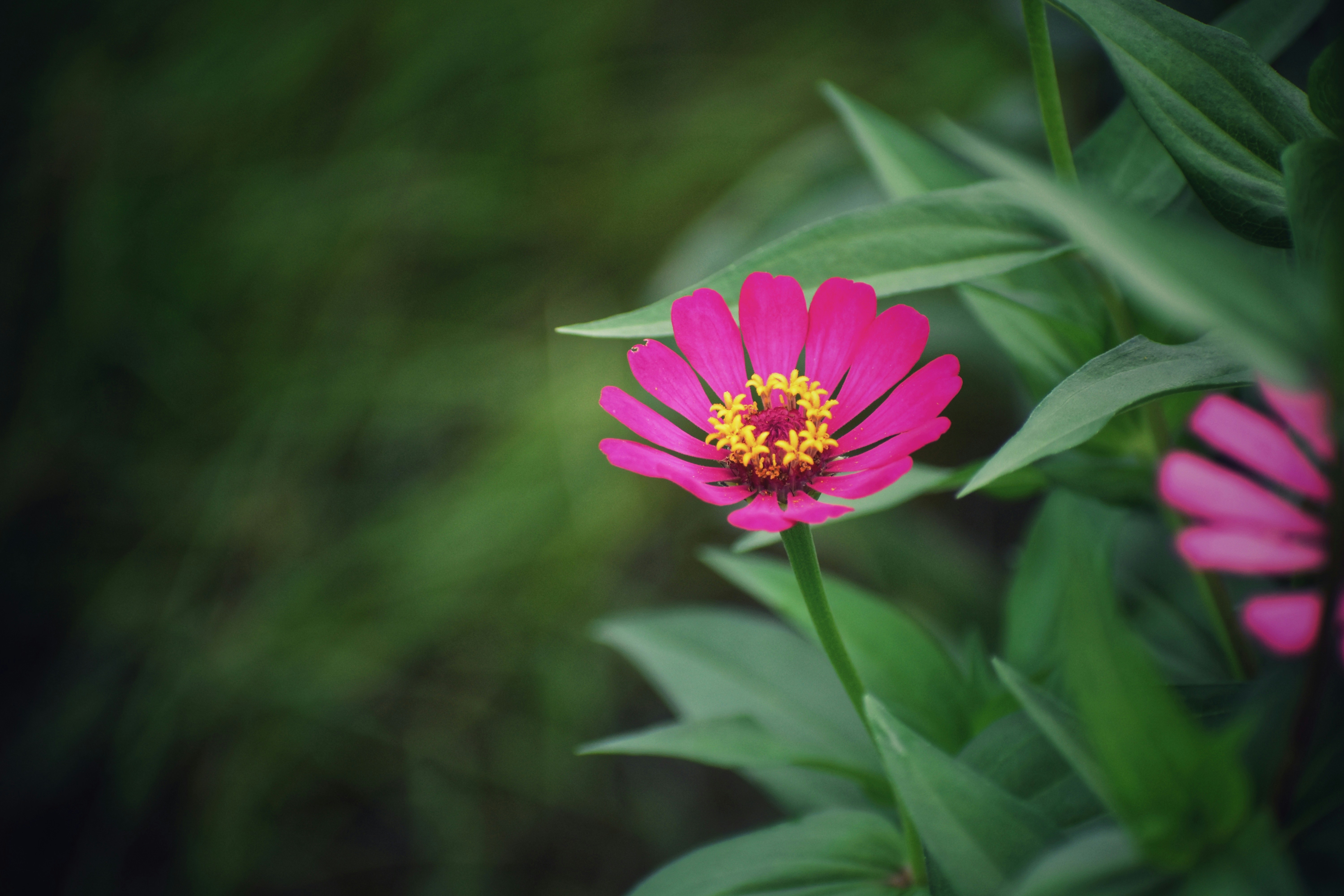 Photo by abhishek008