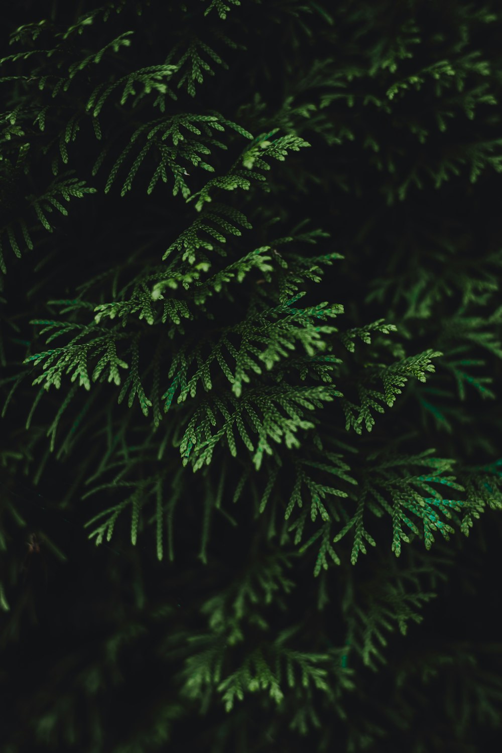 a close-up of a tree