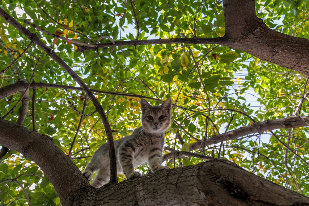 a cat sitting on a tree branch