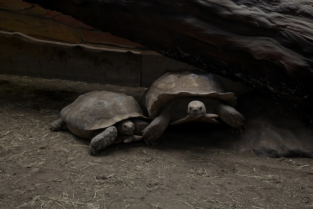 a group of tortoises in a cave
