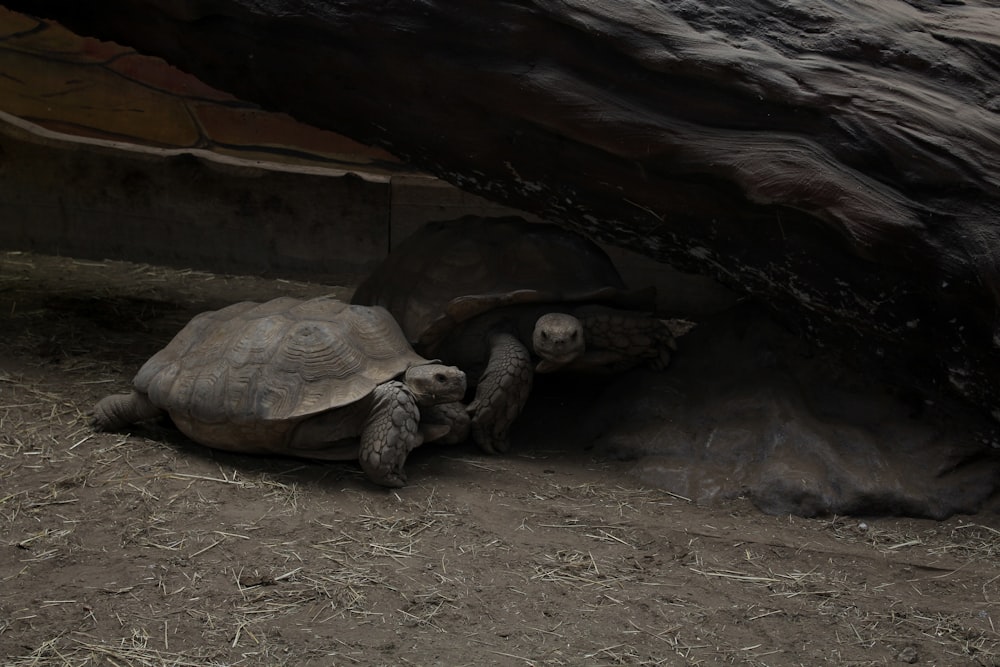 a group of tortoises in a cave