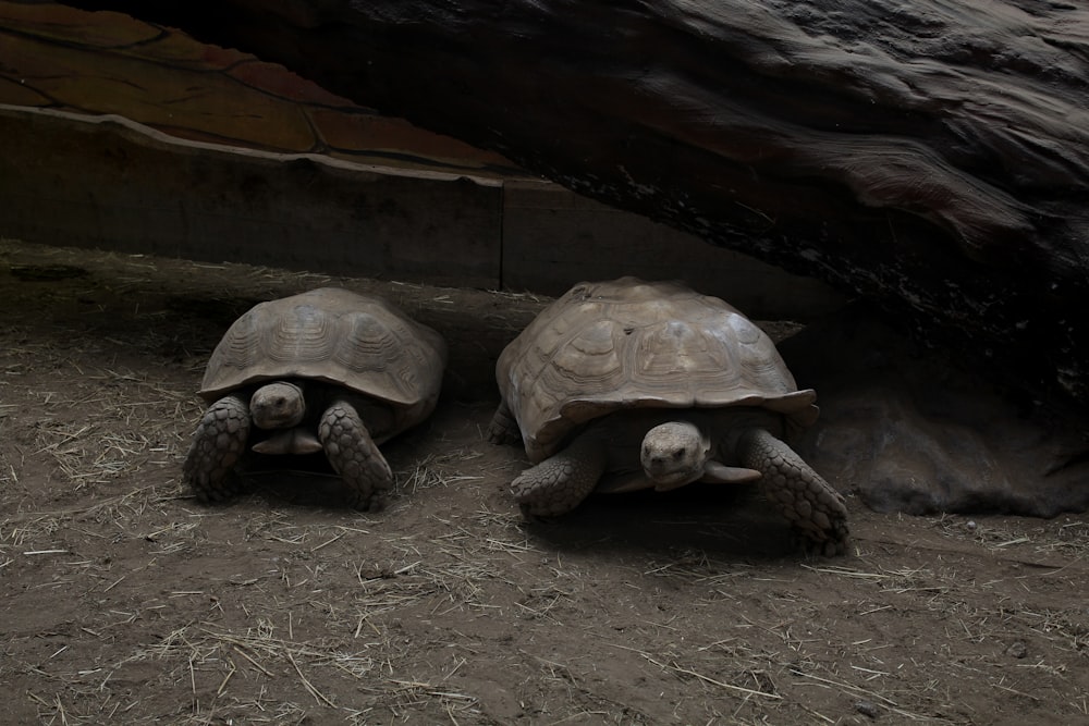 um grupo de tartarugas em uma caverna