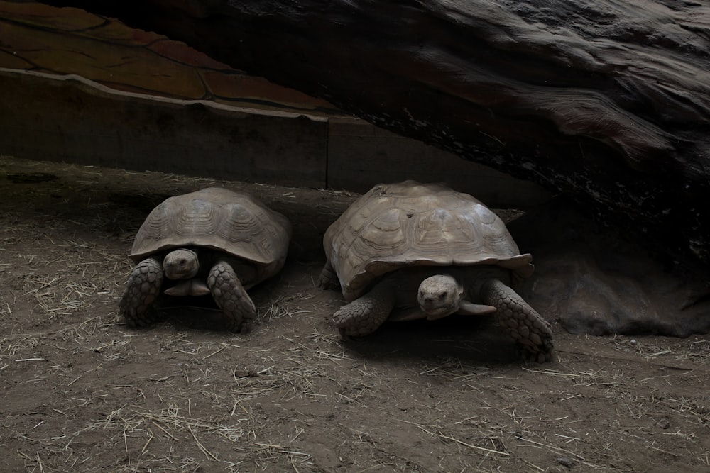 a group of tortoises in a cave