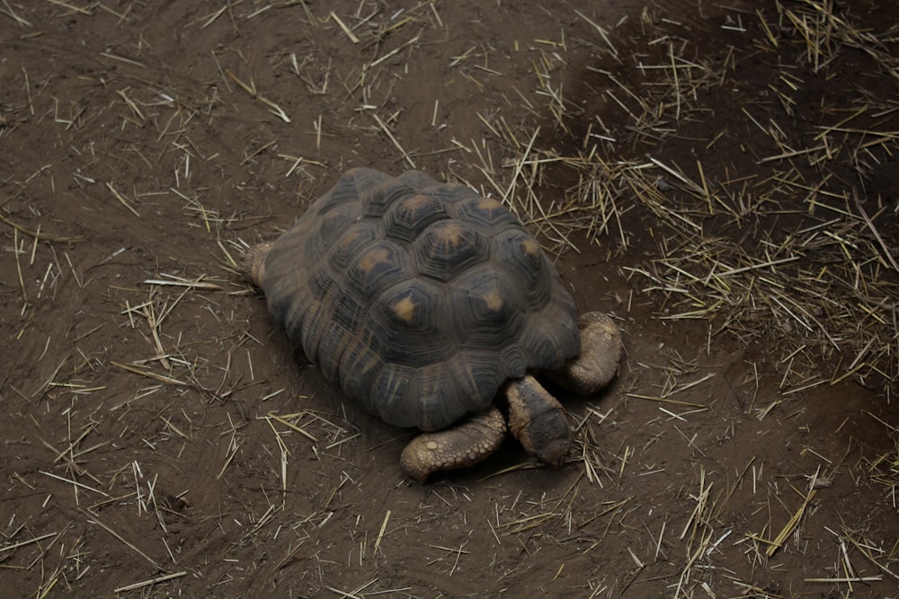 Eine Schildkröte auf dem Boden