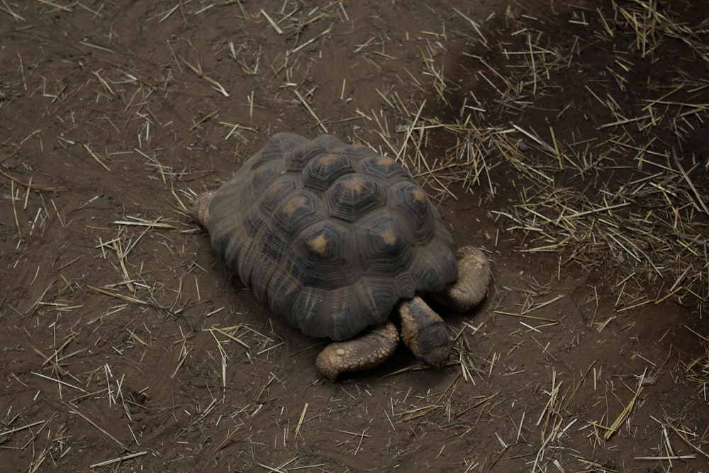 a turtle on the ground