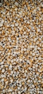 A tightly packed collection of dried corn kernels, showcasing a variety of textures and shades between yellow and cream.