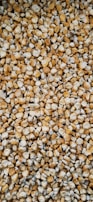 A tightly packed collection of dried corn kernels, showcasing a variety of textures and shades between yellow and cream.