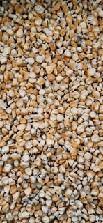 A tightly packed collection of dried corn kernels, showcasing a variety of textures and shades between yellow and cream.