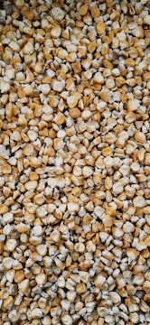 A tightly packed collection of dried corn kernels, showcasing a variety of textures and shades between yellow and cream.