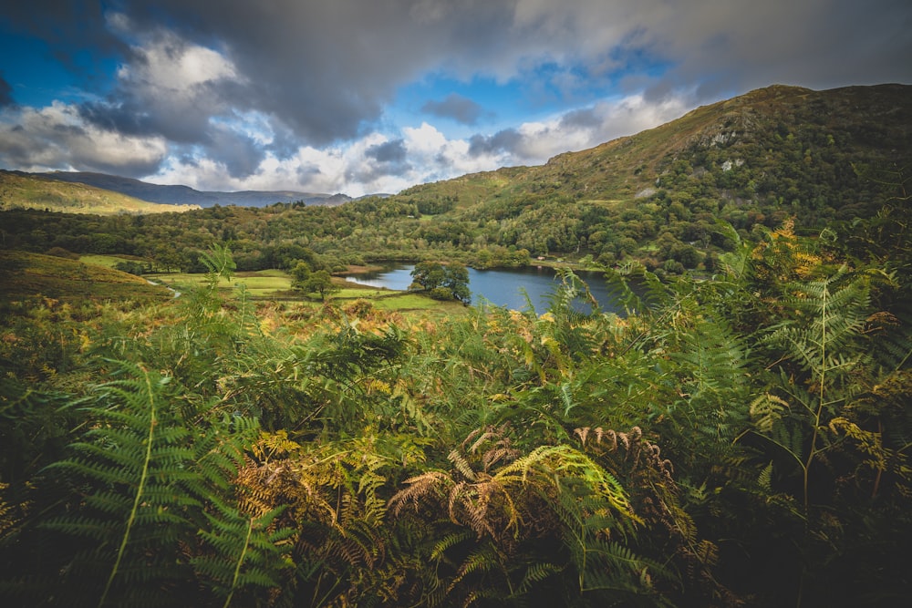 a lake surrounded by trees