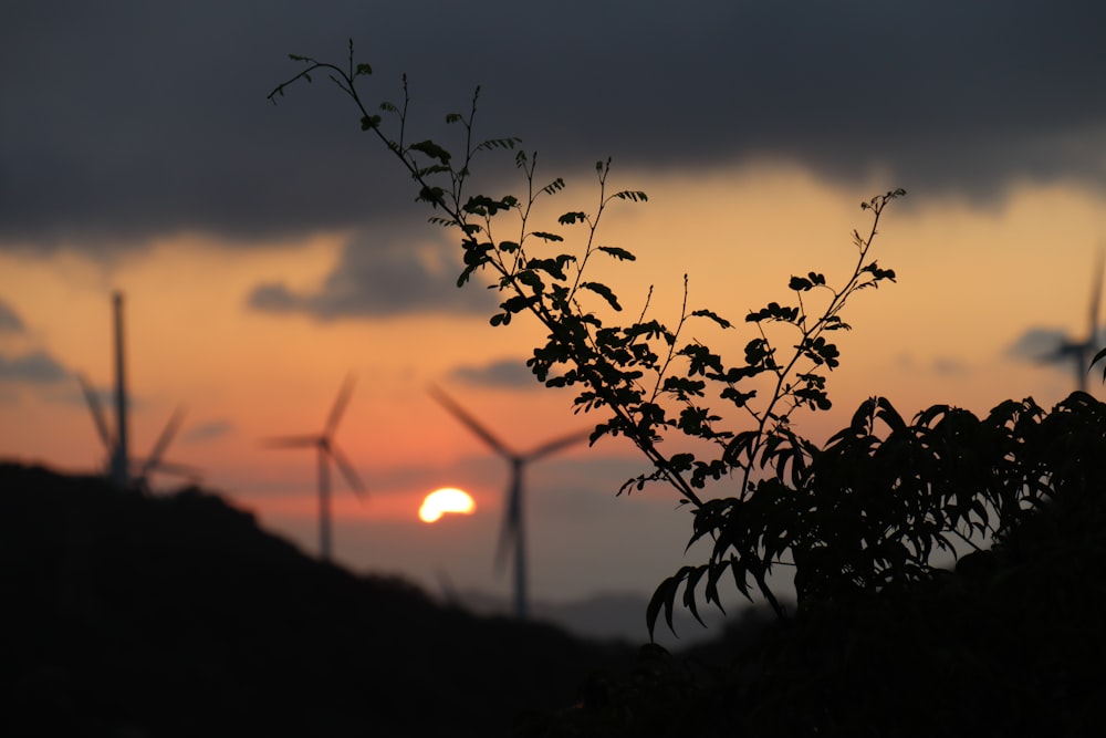 a plant with the sun in the background