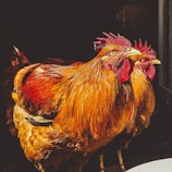 A pair of roosters preparing to fight, with focused handlers nearby.