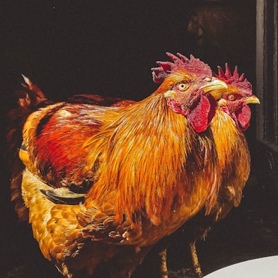 A pair of roosters preparing to fight, with focused handlers nearby.