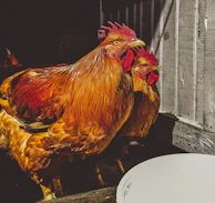 Game fowl basking in warm sunlight on a bright morning, showcasing their vibrant feathers.