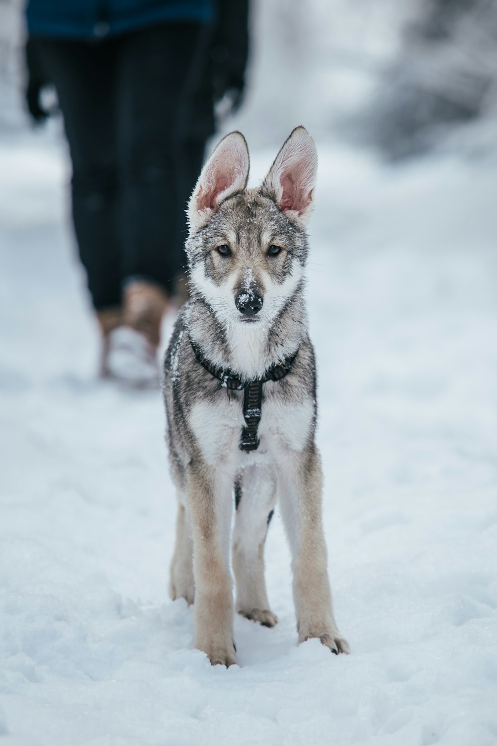 a dog standing in the snow