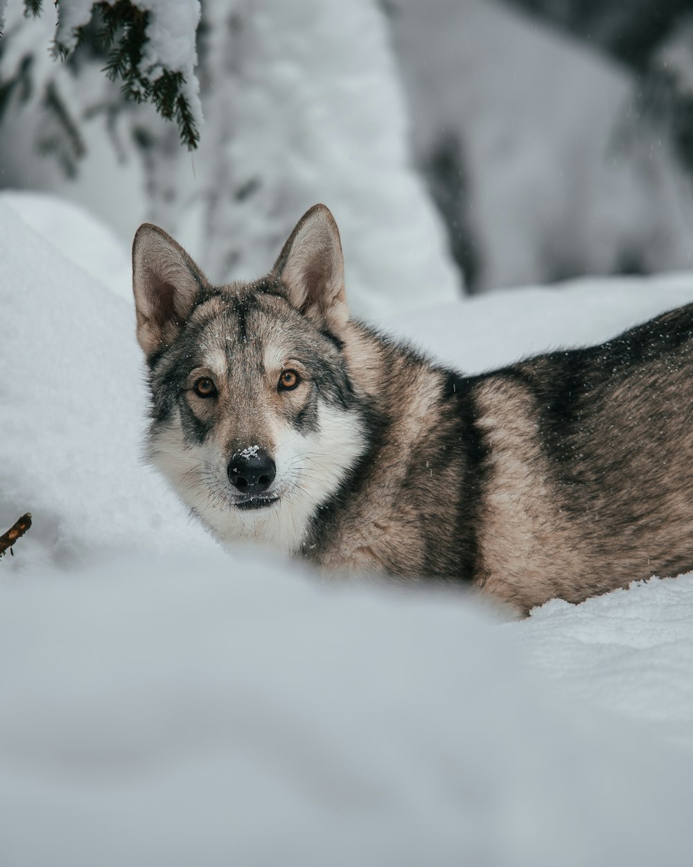 a dog lying in the snow