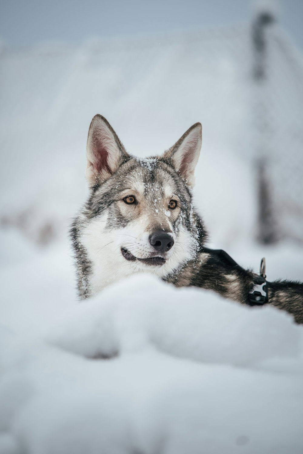 a dog lying in the snow